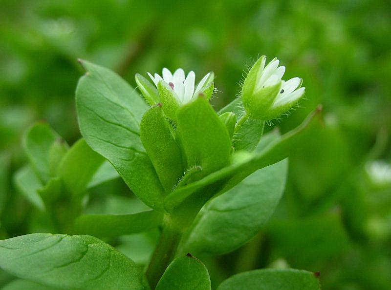 Stellaria media / Centocchio